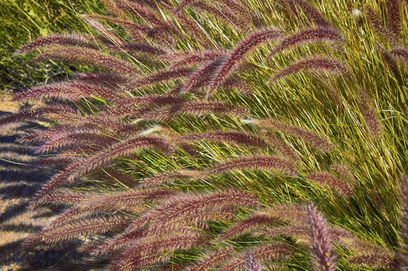 Close up of the purple, red, and green seeds and vegetation of purple fountain grass.