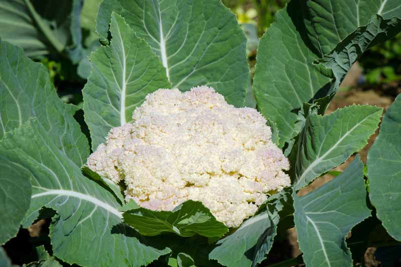 Close up of a white head of cauliflower growing in an autumn, cool-weather garden.