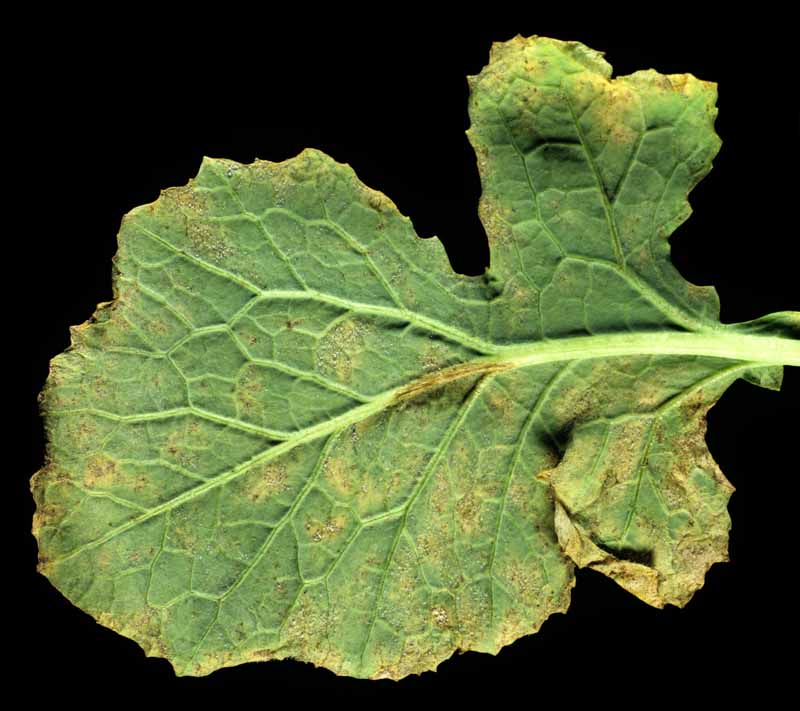 Top down view of a turnip leaf infected with downy mildew (Peronospora parasitica). Black background.