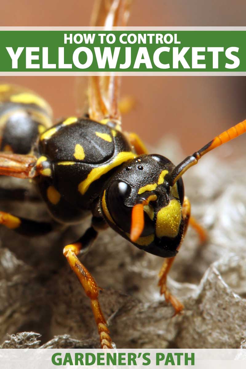 FAQs about Yellow Jackets: Gardener's Supply