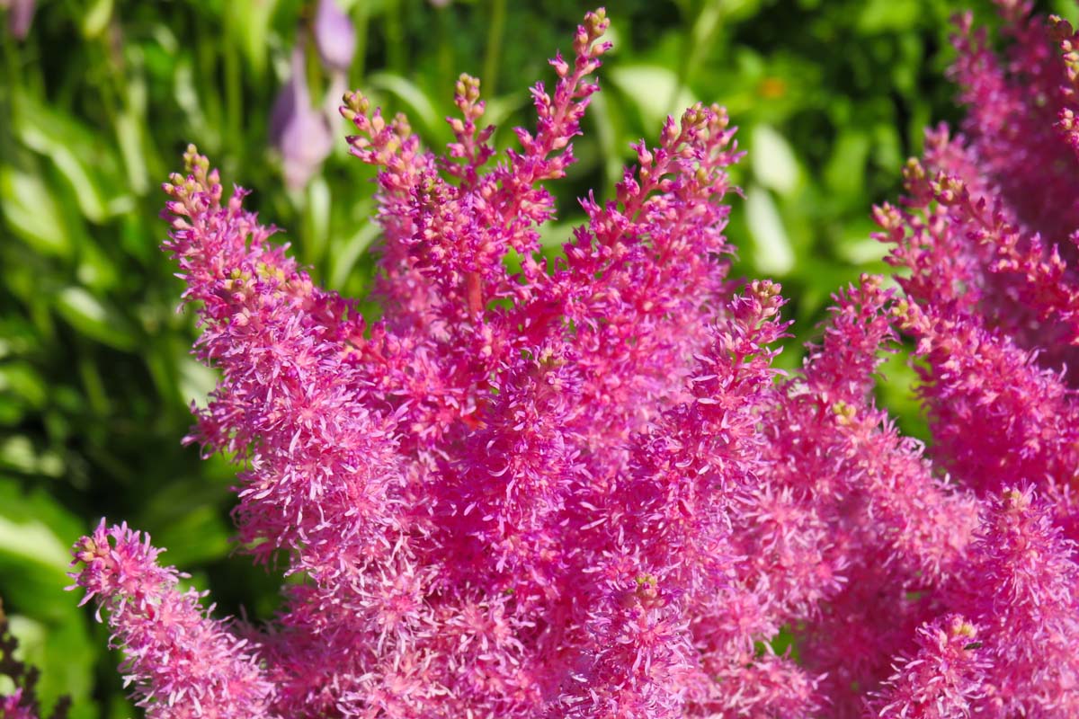 Close up of hot pink Astilbe flowers.
