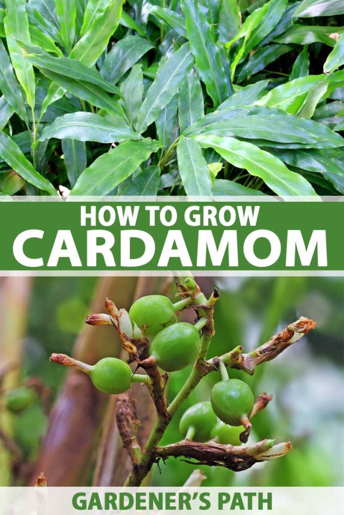 How To Grow Flavorful Cardamom In Your Home Garden Gardener S Path,How Big Is A King Size Bed In Feet