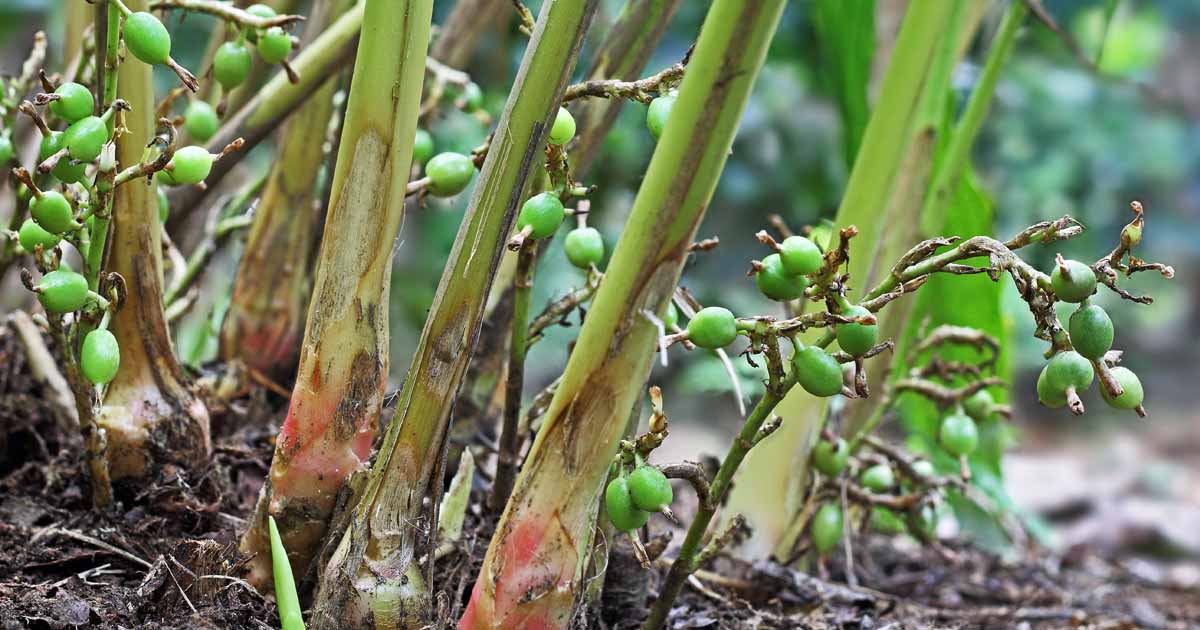 How To Grow Flavorful Cardamom In Your Home Garden Gardener s Path How To Grow Flavorful Cardamom In Your Home Garden Gardener s Path