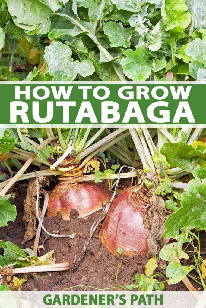 Vertical image of two reddish rutabagas growing in brown soil, with green stems and leaves on top, in bright sunshine, printed with green and white bands of text at the midpoint and the bottom of the frame.