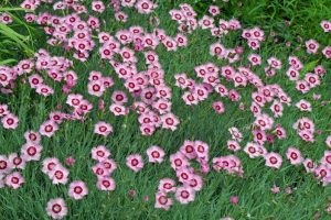 How to Grow Garden Pinks for Old-Fashioned Charm