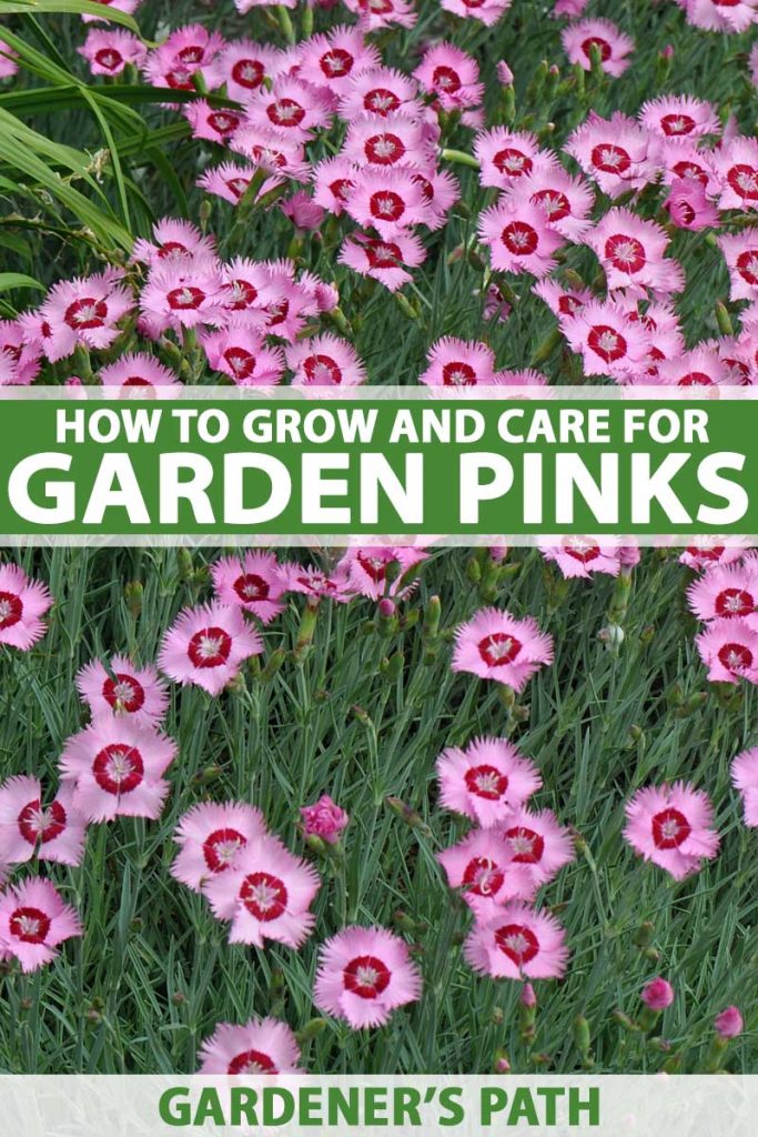 A mass planting of frilly garden pinks (Dianthus plumarius) in bloom.