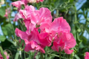 Close up of pink sweet pea blossoms.