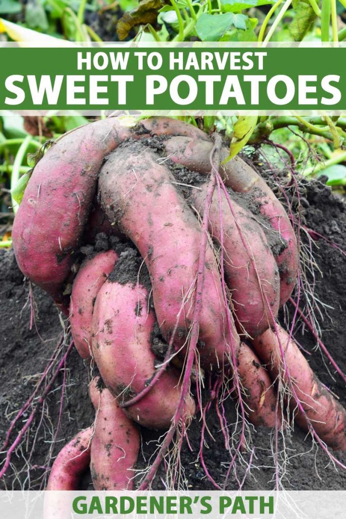 Red colored sweet potatoes freshly harvested sitting on rich garden soil.