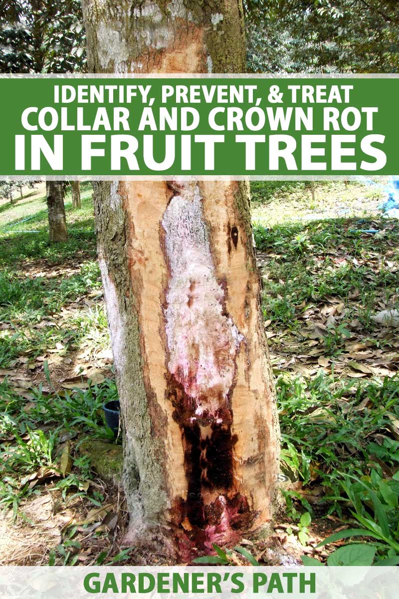 A fruit tree trunk infected with Phytophthora, a water mold which develops into crown rot. The bark and out section of the tree has been removed to show the extent of the infection.