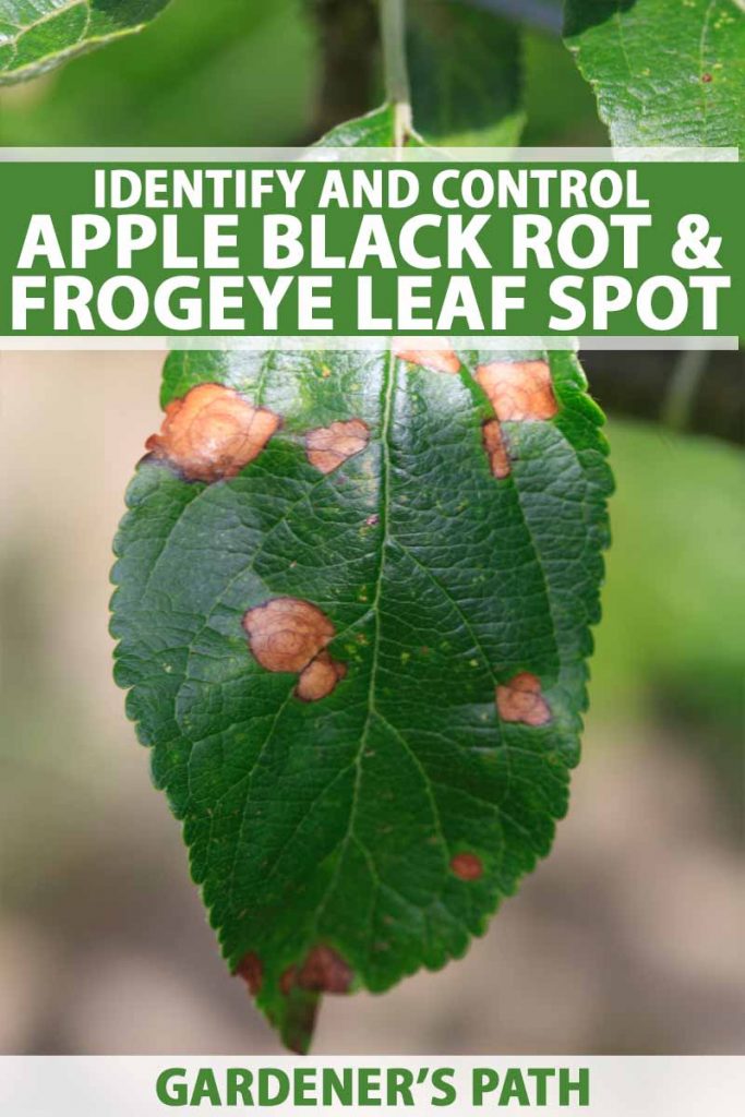 Close up of frogeye leaf spot on an apple leaf.