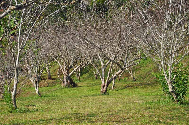 Dead fruit trees killed from cotton root rot (Phymatotrichum omnivorum) in an orchard setting.