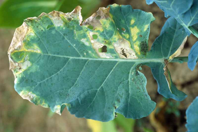 Close up of a turnip leave showing splotchy areas indicative ofbBlack rot (Xanthomonas campestris)