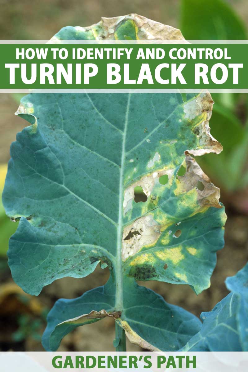 A turnip leaf showing signs of black rot.