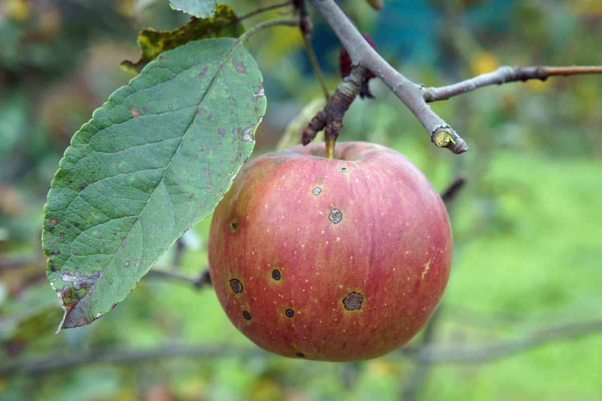 An apple hanging from a tree with signs of cork spot.