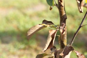How to Identify and Prevent Southern Blight on Apple Trees