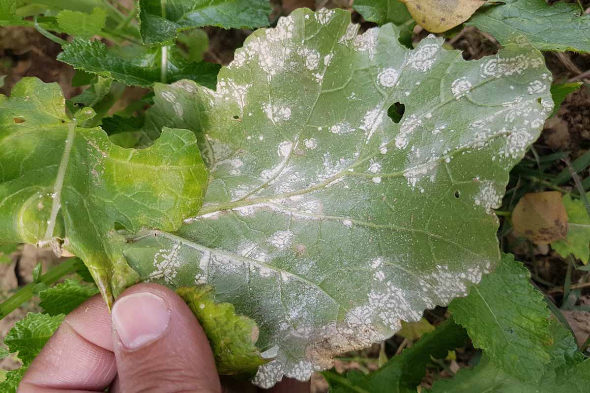 Brassica leaf showing signs of white rust.