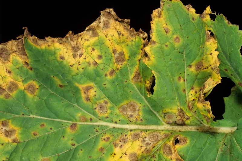 Close up of half a tunip leaf infected with Alternaria Leaf Spot (Alternaria brassicicola or brassicae).