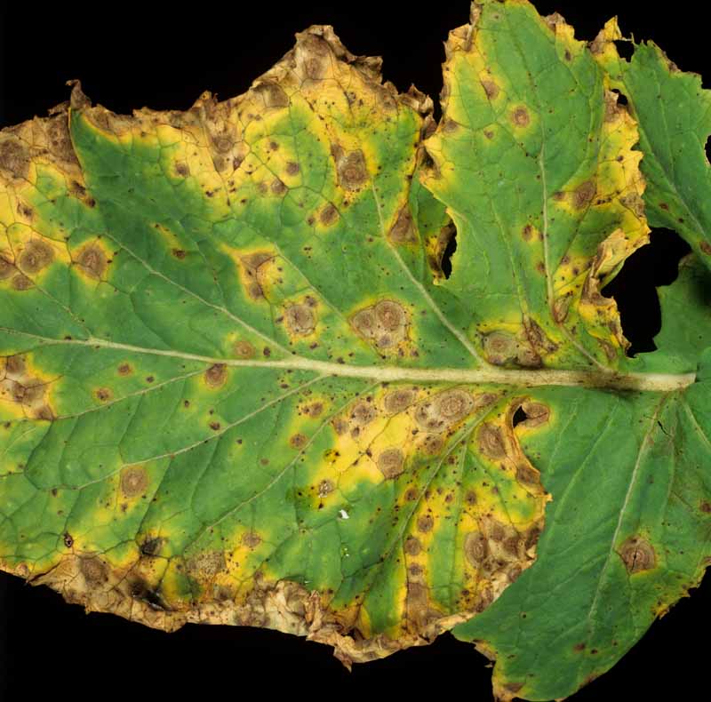 Close up of a tunip leaf infected with Alternaria Leaf Spot (Alternaria brassicicola or brassicae).