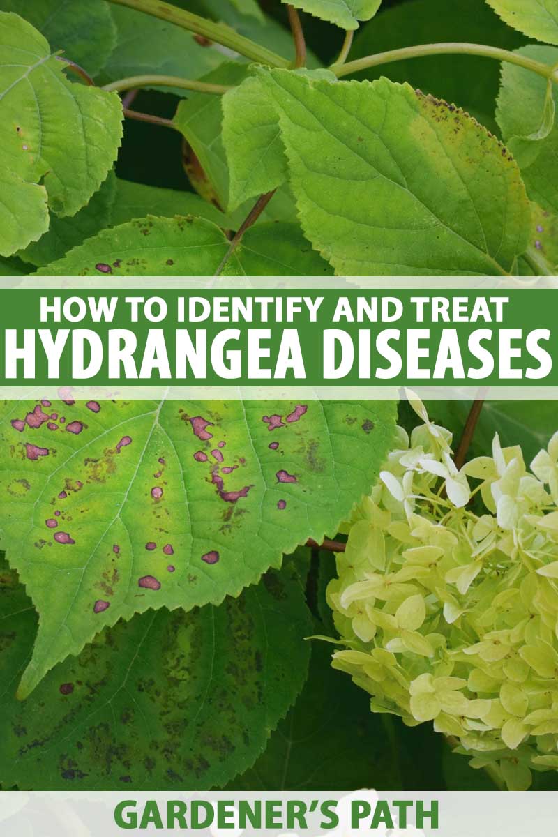 How To Identify And Treat Hydrangea Diseases Gardener S Path