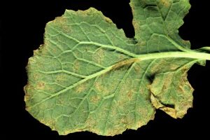 Downy mildew (Peronospora parasitica) infection on a turnip leaf underside. Black background.