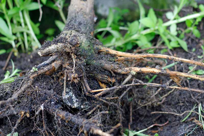 Tree roots infected with root rot.