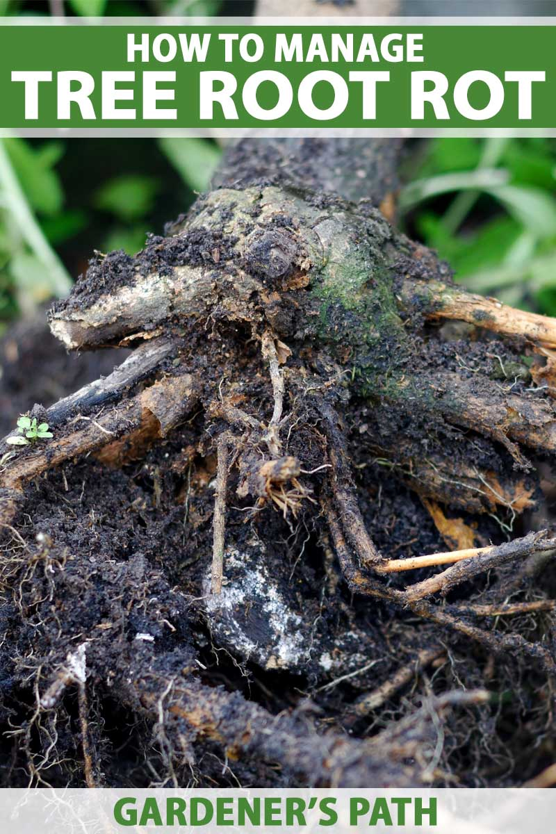Close up of a the root ball of a small tree suffering from root rot.