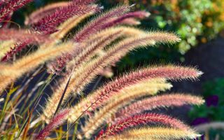 Purple and golden seeds of purple fountain grass in the fall.