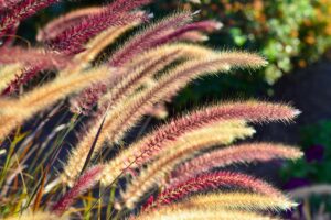 Purple and golden seeds of purple fountain grass in the fall.