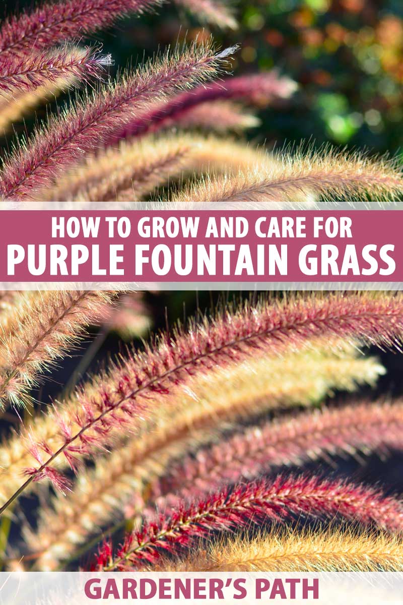 Close up of purple fountain grass in seed.