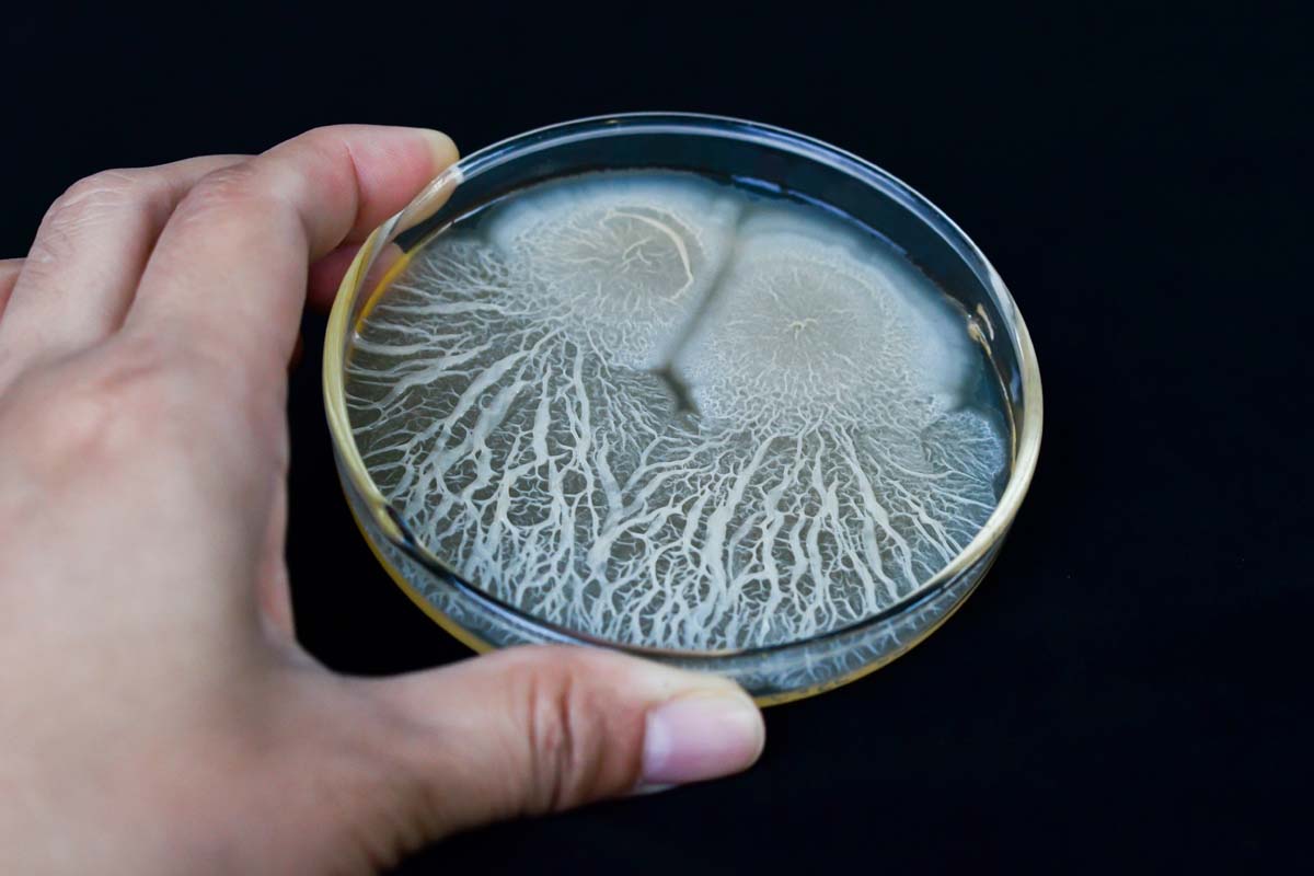 Biofungicide Bacillus subtilis grown in a petri dish. A human hand holds the dish to the camera.