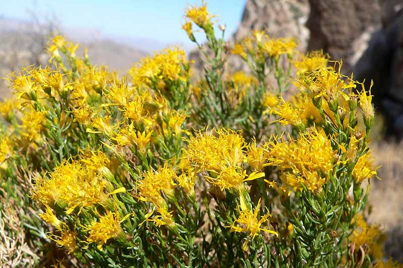 Ericameria laricifolia or desert turpentine bush in full bloom with yellow flowers.