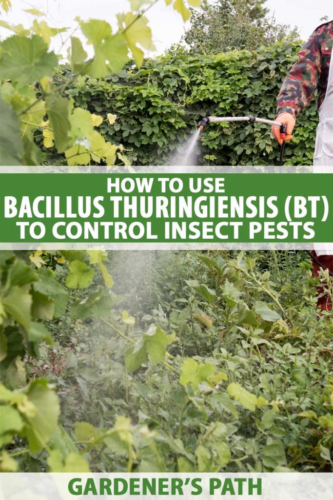 A gardener uses a backpack sprayer to apply Bacillus thuringiensis (BT) to vegetable plants.