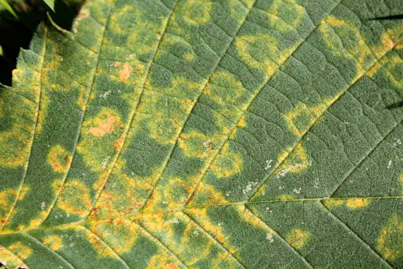 Top down close up of yellow rings on a hydrangea leaf indictive of Hydrangea Mosaic Virus.