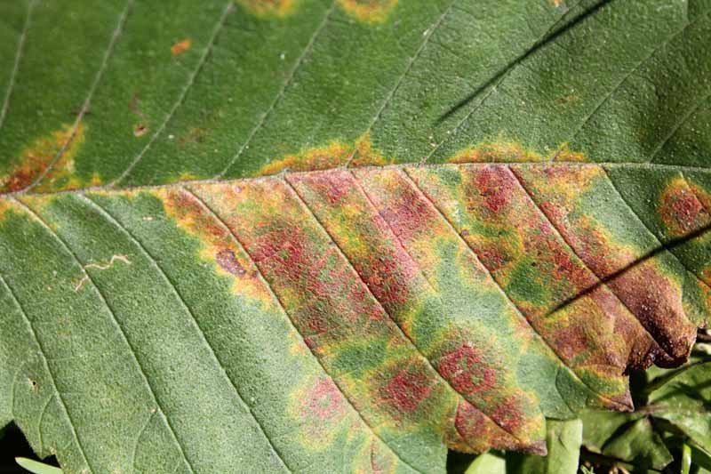 Close up of brown spots and rings on hyrdrangea leaf indicitive of Hydrangea Ringspot Virus.