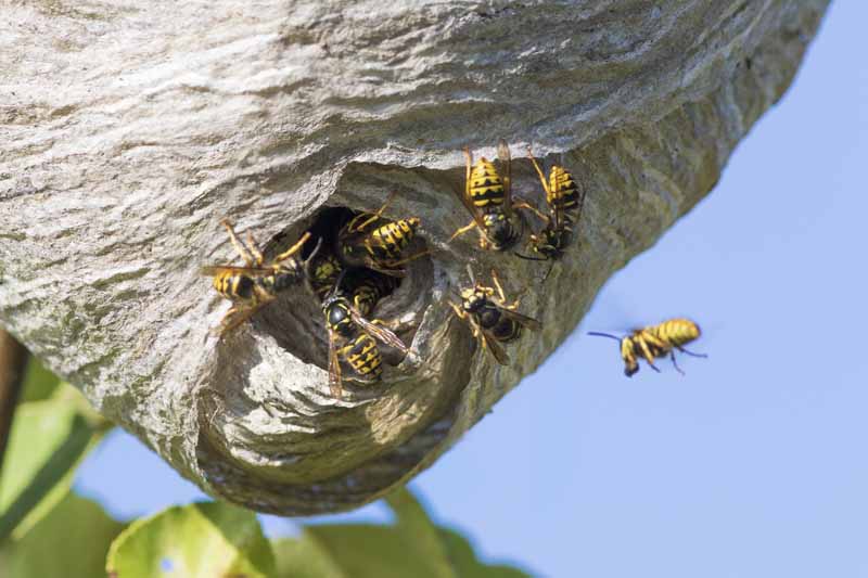 Yellow Jacket Nests How To Kill Yellow Jacket Wasps Destroy The Nest