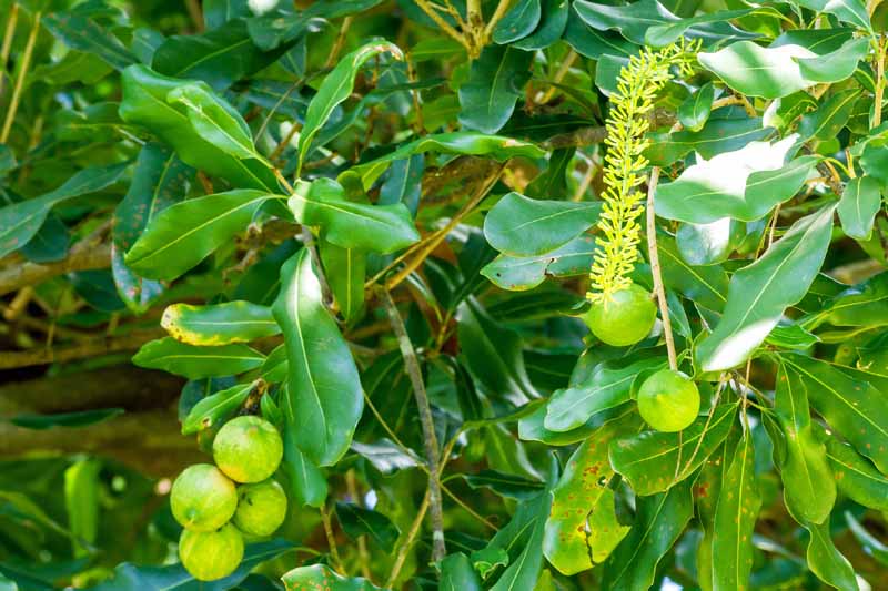Horizontal image of the fully formed harvestable product and fruiting blossoms on a macadamia tree.