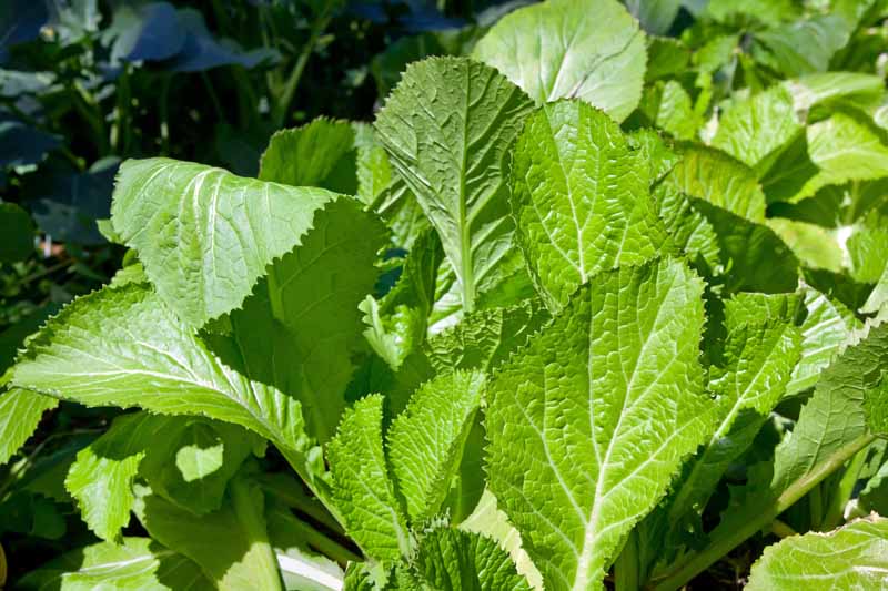 A close up horizontal image of mustard greens growing in the garden pictured in light sunshine.