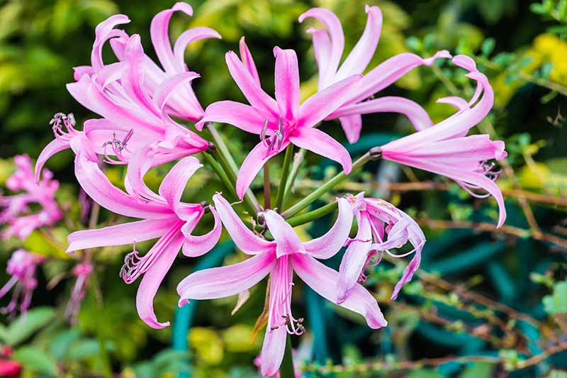 Closeup of pink starburst-shaped Nerine Bowdenii flowers, with green foliage and an aqua plant support in soft focus in the background.