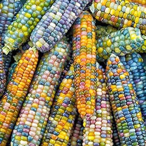 Square overhead image of cobs of 'Glass Gem' corn completely filling the frame, with multicolored kernels.