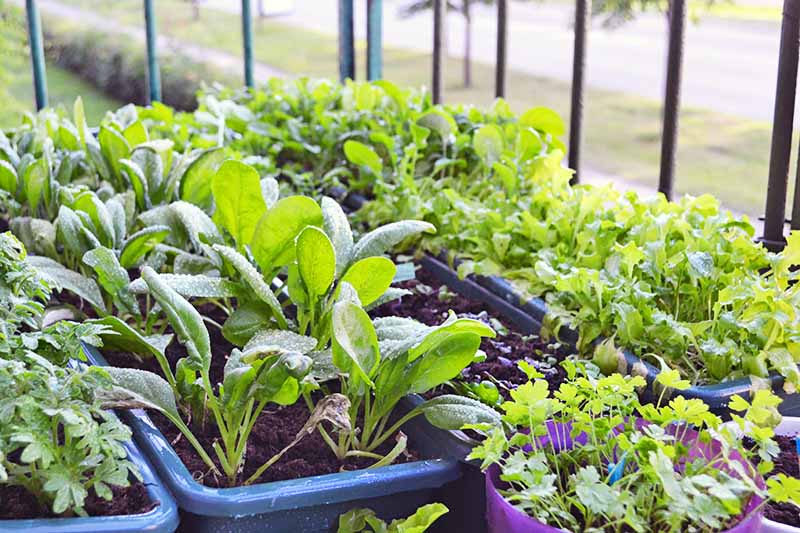 Horizontal image of several long, narrow, black plastic containers of leafy greens and vegetables, growing on a porch with a black metal railing.