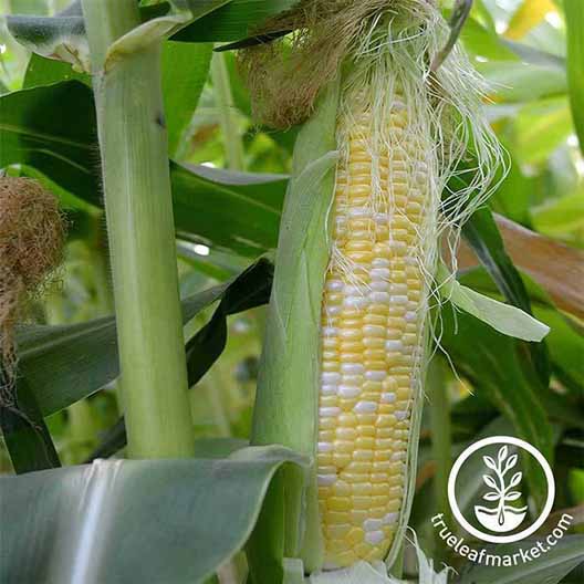 Delicious Sweet Corn Park Seed Sugar Buns Hybrid Corn Seeds Pack of 200 Seeds 