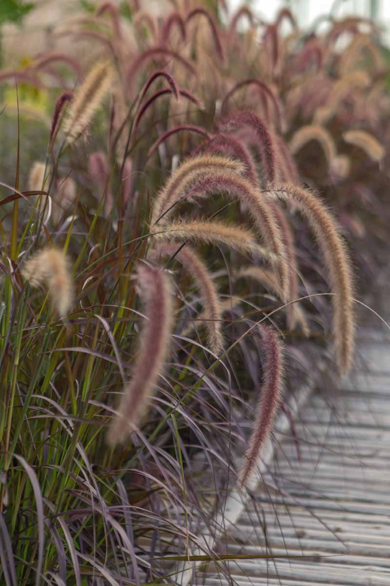 Purple fountain grass along a wooden walkway in a park-like setting.