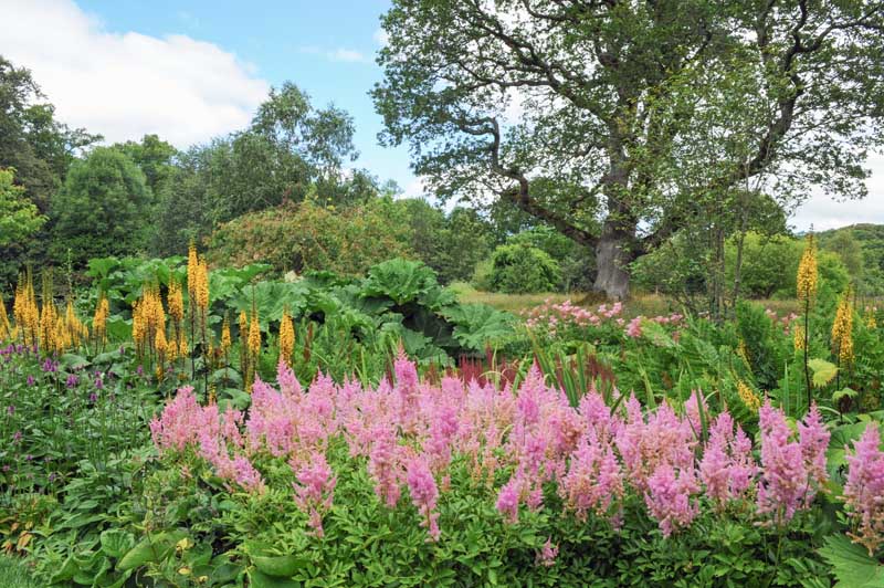 Pink Astilbe in bloom in a large cottage garden with a tree in the midground and a blue sky with puffy clouds in the background.