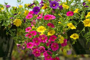 Pink, Yellow and Purple Million Bells - Trailing Petunias (Calibrachoa) in a hanging basket. Close up.