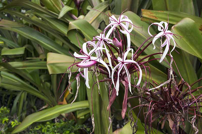 Purple and pale pink 'Queen Emma' crinum flowers, with long green leaves.