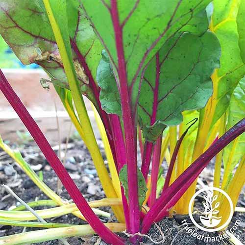 Closeup closely cropped square image of the pink, white, and yellow stems and green leaves of rainbow swiss chard, growing in brown soil.