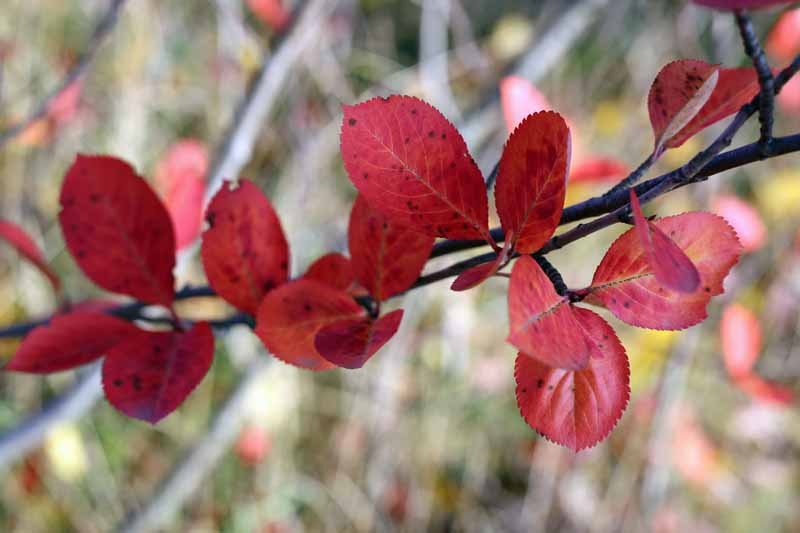 Red chokebarry leaves showing their color in the fall.