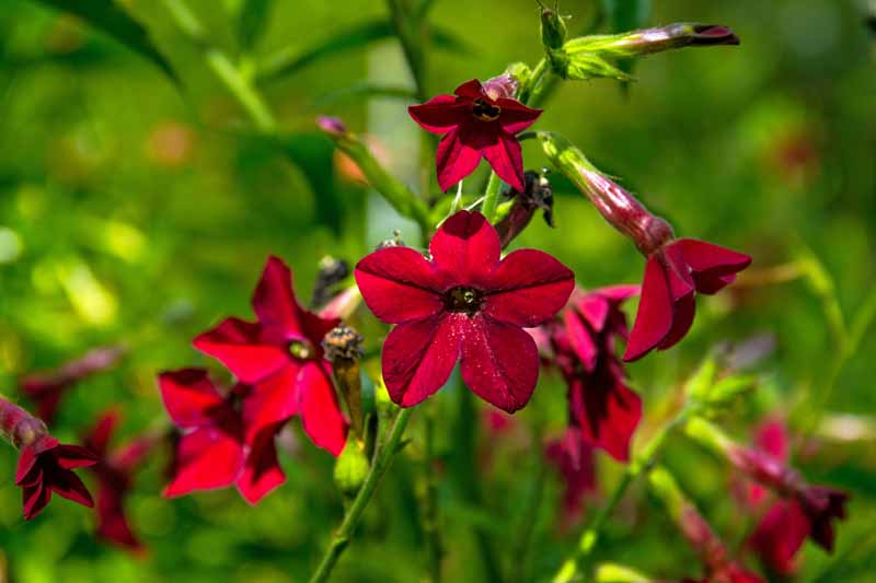 Red Jasmine Tobacco (Nicotiana alata) in bloom. Close up of the flowers.
