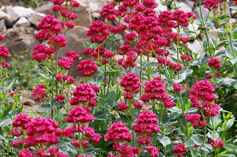 A close up horizontal image of the red flowers of Centranthus ruber in bloom in a fall landscape.
