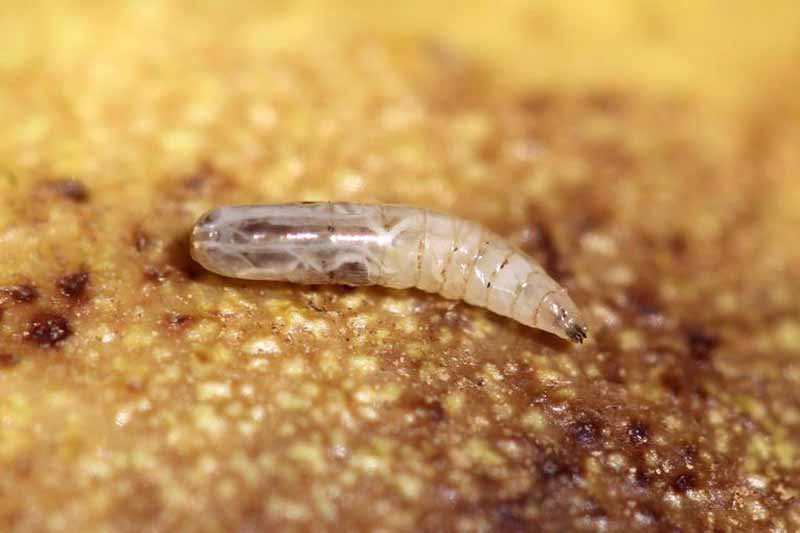 Macro photo of the larva of the walnut husk fly (Rhagoletis completa).